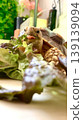 A sulcata tortoise enjoying sunny lettuce A sulcata tortoise enjoying sunny lettuce 139139094