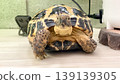 Russian tortoise looking straight at the camera Russian tortoise looking straight at the camera 139139305