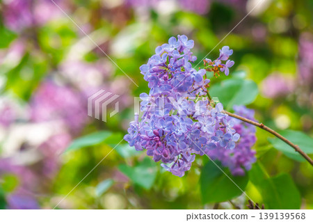syringa vulgaris blossom in springtime. floral nature background of violet common lilac tree for easter holiday images. outdoor freshness concept on a sunny day syringa vulgaris blossom in springtime. floral nature background of violet common lilac tree for easter holiday images. outdoor freshness concept on a sunny day 139139568