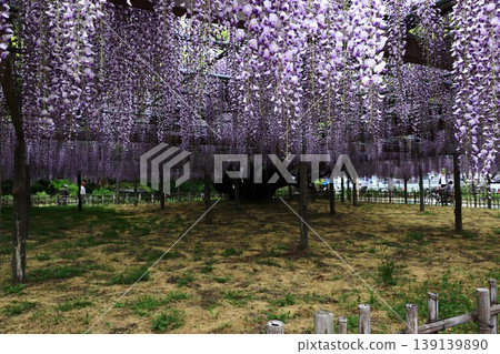 Wisteria trellis in full bloom 139139890
