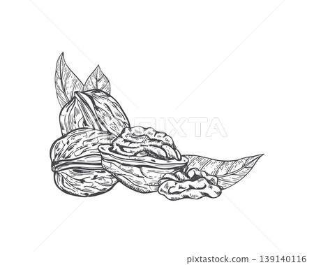 Walnut with leaf hand drawn vector sketch composition. Detailed engraving style organic nut cluster for healthy food menu design. Natural grocery ingredient drawing for culinary project. Walnut with leaf hand drawn vector sketch composition. Detailed engraving style organic nut cluster for healthy food menu design. Natural grocery ingredient drawing for culinary project. 139140116
