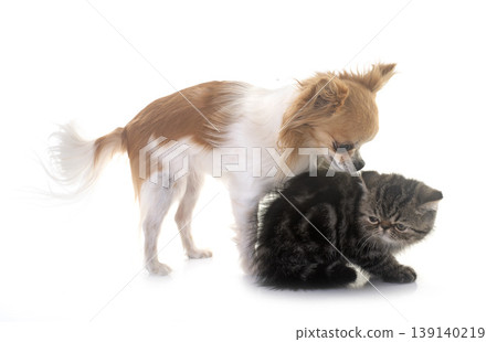 exotic shorthair kitten and chihuahua in studio exotic shorthair kitten and chihuahua in studio 139140219
