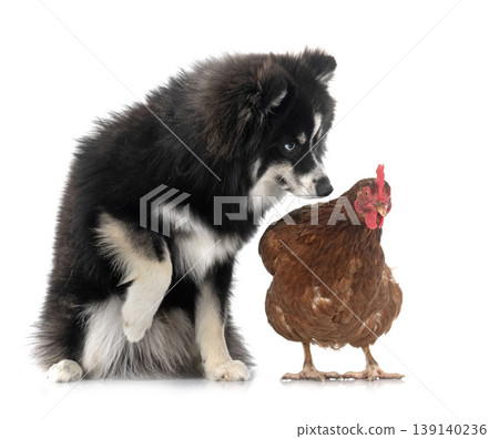 Pomsky and chicken in studio Pomsky and chicken in studio 139140236