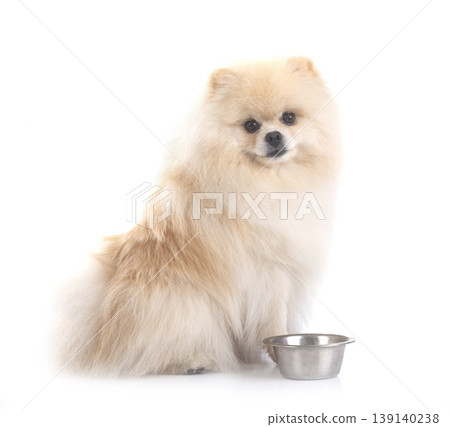 pomeranian in studio pomeranian in studio 139140238