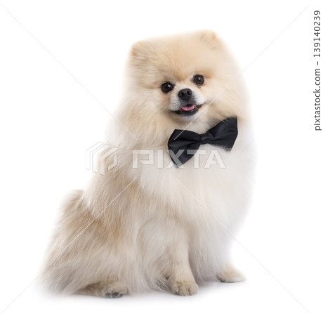 pomeranian in studio pomeranian in studio 139140239