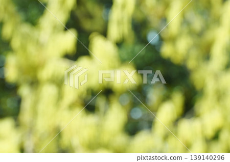 A background image featuring blurred yellow oak blossoms. A background image featuring blurred yellow oak blossoms. 139140296
