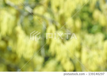 A background image featuring blurred yellow oak blossoms. A background image featuring blurred yellow oak blossoms. 139140297
