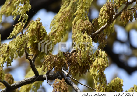 A background image featuring blurred yellow oak blossoms. A background image featuring blurred yellow oak blossoms. 139140298