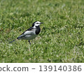白鶺鴒：站在草叢中的野生鳥類。 139140386