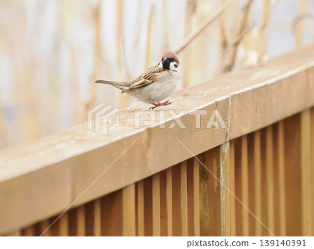 A sparrow perches on a wooden fence. A sparrow perches on a wooden fence. 139140391