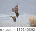 一張震撼人心的照片，兩隻黑鳶展翅翱翔在水面上。 139140392