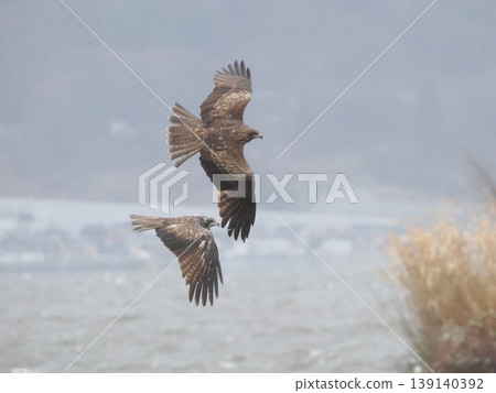 一張震撼人心的照片，兩隻黑鳶展翅翱翔在水面上。 139140392