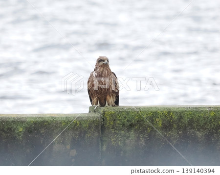 A black kite perches on a concrete fence with the water's surface as a backdrop. This photo captures its natural appearance, with its feathers appearing slightly wet. A black kite perches on a concrete fence with the water's surface as a backdrop. This photo captures its natural appearance, with its feathers appearing slightly wet. 139140394