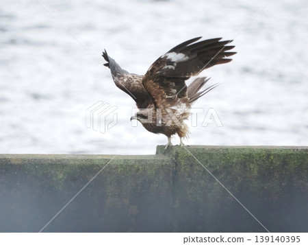 A black kite perches on a concrete fence, spreading its wings wide. A dynamic and striking image against the backdrop of the water. A black kite perches on a concrete fence, spreading its wings wide. A dynamic and striking image against the backdrop of the water. 139140395