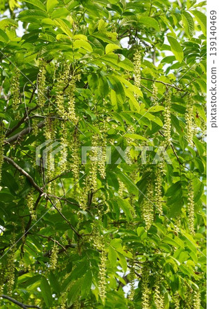Chinese wingnut (Pterocarya rhynchophylla) with elongated spikes beginning to bear fruit - April 2026 Chinese wingnut (Pterocarya rhynchophylla) with elongated spikes beginning to bear fruit - April 2026 139140469