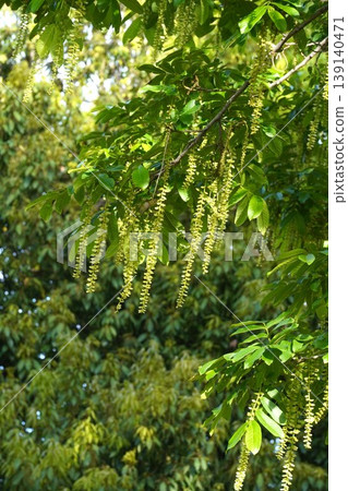 Chinese wingnut (Pterocarya rhynchophylla) with elongated spikes beginning to bear fruit - April 2026 Chinese wingnut (Pterocarya rhynchophylla) with elongated spikes beginning to bear fruit - April 2026 139140471