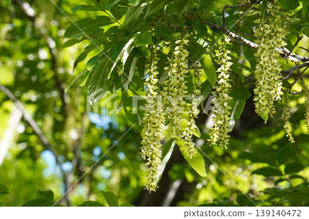 Chinese wingnut (Pterocarya rhynchophylla) with elongated spikes beginning to bear fruit - April 2026 Chinese wingnut (Pterocarya rhynchophylla) with elongated spikes beginning to bear fruit - April 2026 139140472