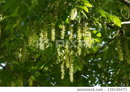 Chinese wingnut (Pterocarya rhynchophylla) with elongated spikes beginning to bear fruit - April 2026 Chinese wingnut (Pterocarya rhynchophylla) with elongated spikes beginning to bear fruit - April 2026 139140473