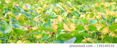 lotus leave shine with sun light. lotus leave shine with sun light. 139140538