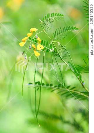 Yellow Sesbania grandiflora flowers, Sesbania cannabina flower in nature with selective focus. Yellow Sesbania grandiflora flowers, Sesbania cannabina flower in nature with selective focus. 139140539