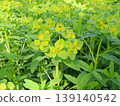 Noursie 139140542