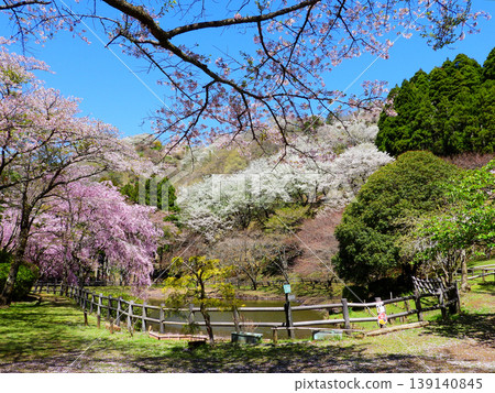 The spectacular view from Saimyoji Historical Park in Matsuda Town, Kanagawa Prefecture The spectacular view from Saimyoji Historical Park in Matsuda Town, Kanagawa Prefecture 139140845