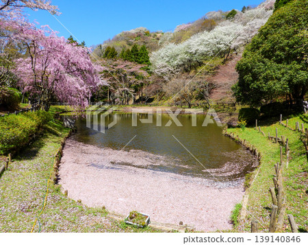 從神奈川縣松田町的西名寺歷史公園可以欣賞到壯麗的景色。 139140846