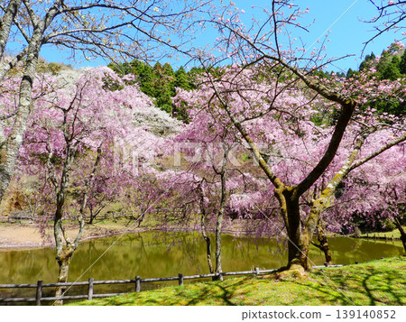 從神奈川縣松田町的西名寺歷史公園可以欣賞到壯麗的景色。 從神奈川縣松田町的西名寺歷史公園可以欣賞到壯麗的景色。 139140852