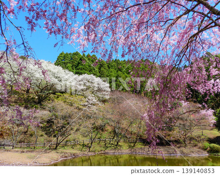 從神奈川縣松田町的西名寺歷史公園可以欣賞到壯麗的景色。 139140853