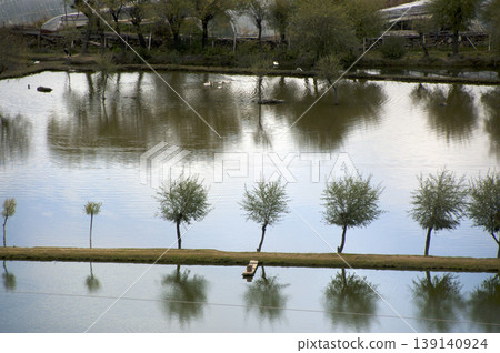 整齊排列的樹木倒映在水面上，構成對稱的景觀（藏式森林草） 139140924