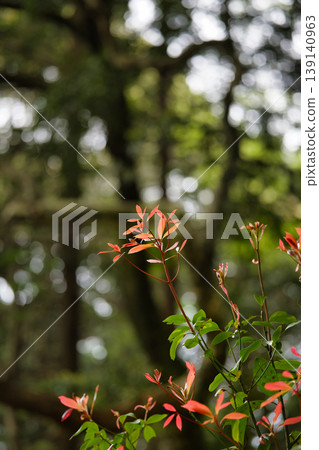 森林裡美麗的紅色嫩芽 森林裡美麗的紅色嫩芽 139140963