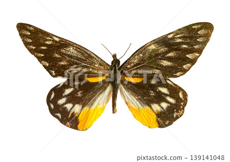 Delias sanaka belladonna butterfly isolated on a white background with clipping path. Beautiful butterfly for design. 139141048