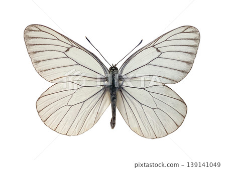 The Black-veined White Aporia crataegi beautiful butterfly isolated on white background with clipping path. Dorsal view of butterfly. Beautiful butterfly for design. 139141049