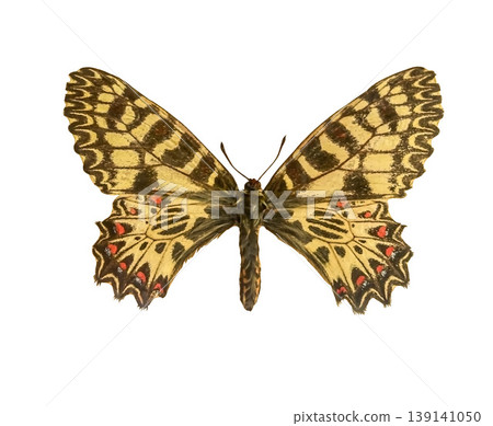 Southern festoon Butterfly Zerynthia polyxena isolated on a white background with clipping path. Southern festoon Butterfly Zerynthia polyxena isolated on a white background with clipping path. 139141050