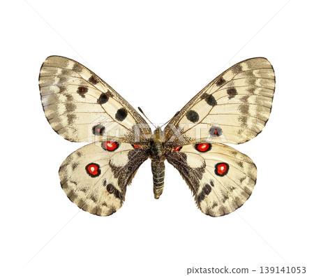 Apollo butterfly Parnassius apollo isolated on white background with clipping path. Colorful bright apollo butterfly. Beautiful butterfly for design. 139141053