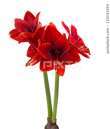 Close-up Branch of red Hippeastrum Galaxy Grp 'Red Lion' isolated on a white background with clipping path. Floral design element for cards, invitations, posters. 139141054