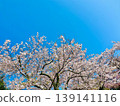 Cherry blossoms in full bloom and blue sky 139141116