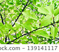 Lush green leaves background material 139141117