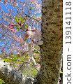 small flowers blooming on a cherry tree 139141118