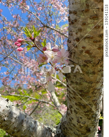 櫻花樹上盛開的小花 櫻花樹上盛開的小花 139141118