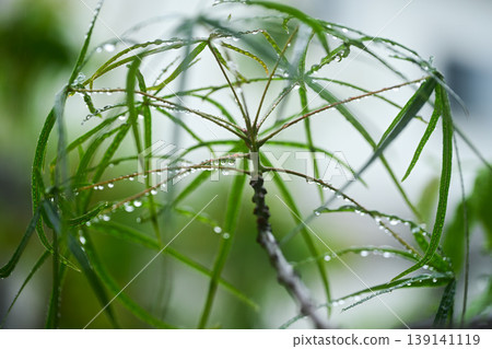 新鮮的綠色的雨 139141119