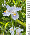 Flowers of Shaga 139141124
