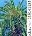 Palm trees 139141125