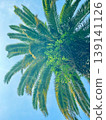 Palm trees shining in the blue sky 139141126