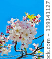 Sakura that shines in the blue sky 139141127