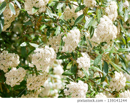 Blooming Viburnum tinus branches with white flower clusters in sunlight Blooming Viburnum tinus branches with white flower clusters in sunlight 139141244
