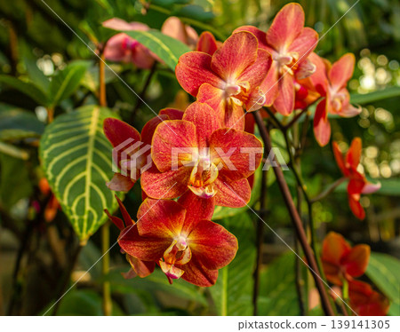 Orange Phalaenopsis Horizon Orchid flower blossom 139141305
