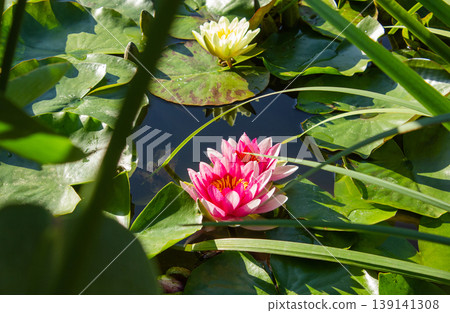 White and Pink water lilies in the pond background with copy space. Two Pink Nymphaea lotus and one white Nymphaea alba water lily flowers on a green leaves and water background. Two bright water White and Pink water lilies in the pond background with copy space. Two Pink Nymphaea lotus and one white Nymphaea alba water lily flowers on a green leaves and water background. Two bright water 139141308