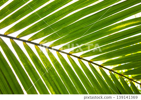Close-up Palm tree Leaf texture background of coconut palm leaves decoration, green palm branch, exotic foliage pattern, design element for tropical island, summer holidays. Close-up Palm tree Leaf texture background of coconut palm leaves decoration, green palm branch, exotic foliage pattern, design element for tropical island, summer holidays. 139141369