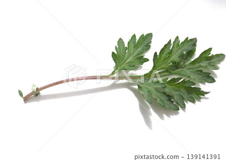 Fresh mugwort leaves Fresh mugwort leaves 139141391
